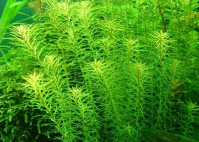 Людвигия Овалис, связка в кокосовом волокне